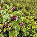 Christmas Berries