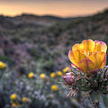 Desert Sunset Blossom