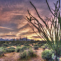 Ocotillo Sunset