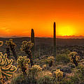 Skyfire Cholla