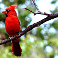 Cardinal Red