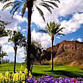 Desert Tropic