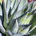 Agave